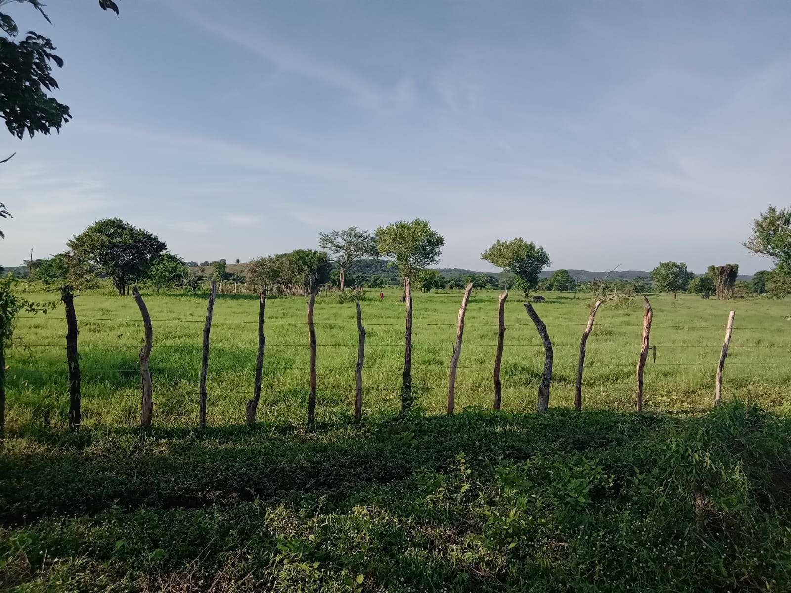 Zona 1 del terreno del proyecto agropecuario